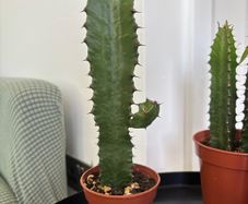 Cacti & Succulents