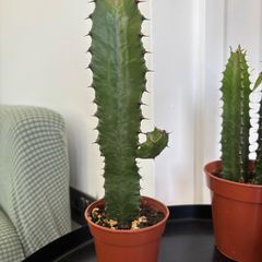 Cacti & Succulents