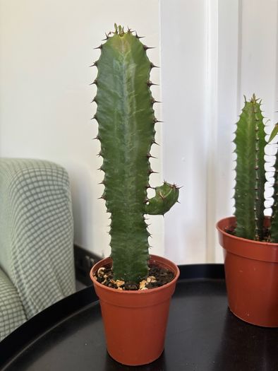 Cacti & Succulents