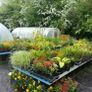Plants and Shrubs Image 2