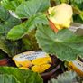 Summer Bedding Flowers, Trailing Plants Image 9