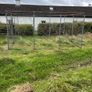 dog run Image 4