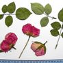Roses - Pressed Flowers for Crafting: Petals, Leaves, Half Flowers, Full Flower Image 2