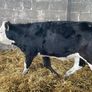 Weanlings Hereford Calves Image 2