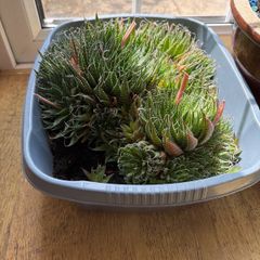 Lace aloe succulents x 3