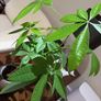 Money Tree Image 2