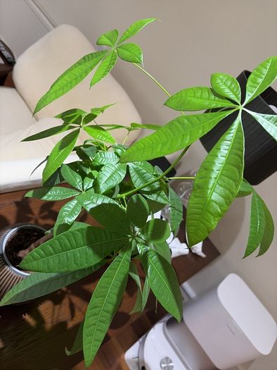Money Tree
