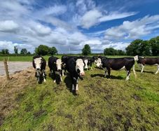 10no 4 & 5 star In-calf heifers for sale