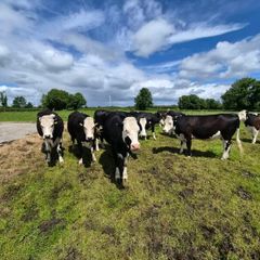 10no 4 & 5 star In-calf heifers for sale