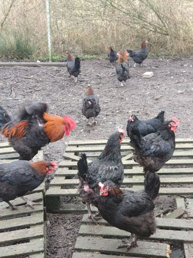 poultry, pullets, Hens,