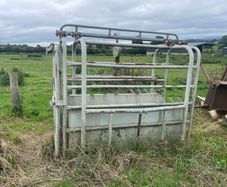 Livestock weighing scales