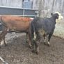 Hereford heifers Image 2