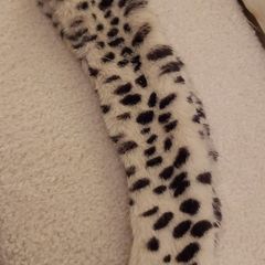 Ladies vintage leopard neck collar