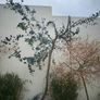 mature eucalyptus trees Image 4