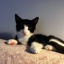 Kittens Image 3