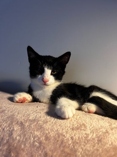 Kittens