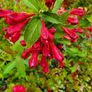 Flowering Shrubs, Evergreen Plants Image 2