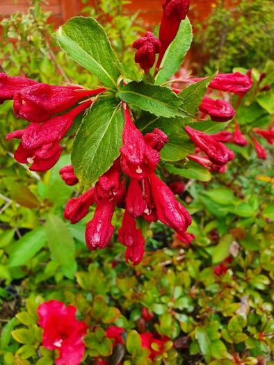 Hardy Fuchsia Hedging