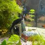 Two Fluval fish tanks and a unit including all accessories required Image 3