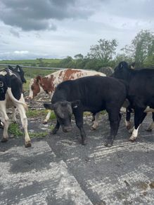 Pedigree Angus Bull Choice of two