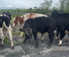 Pedigree Angus Bull Choice of two