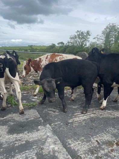 Pedigree Angus Bull Choice of two