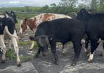 Pedigree Angus Bull Choice of two