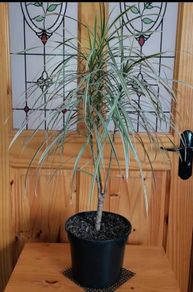 Houseplant