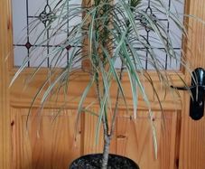 Houseplant