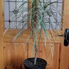 Houseplant