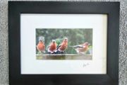 The four male chatfinches