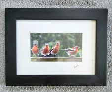 The four male chatfinches