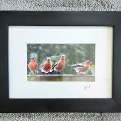 The four male chatfinches