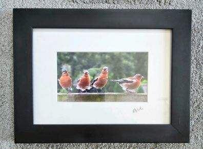 The four male chatfinches