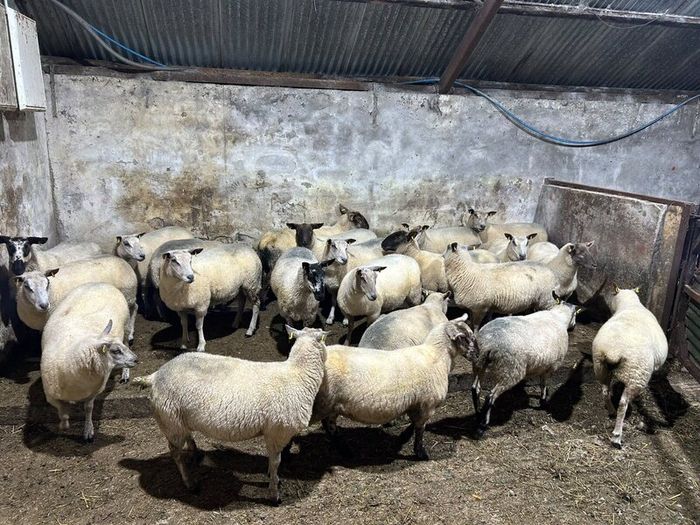 Hoggets