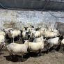 Hoggets Image 6