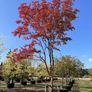 Trees Image 8