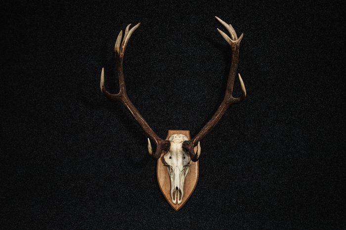 Antlers