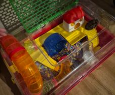 Hamster with cage and accessories