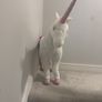 unicorn Image 2