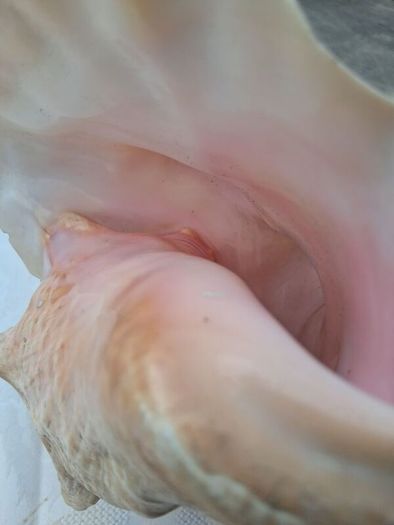 Large Queen Conch Shell