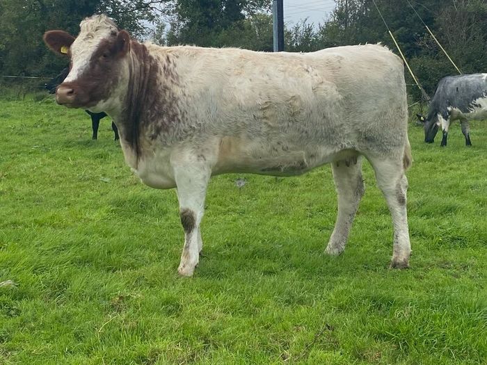 Genotyped Roan Shorthorn In Calf Heifer