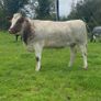 Genotyped Roan Shorthorn In Calf Heifer Image 7