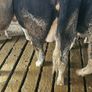Dairy cows and heifers Image 7