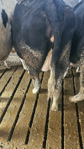 Dairy cows and heifers