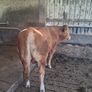 Limousine Bull Image 2