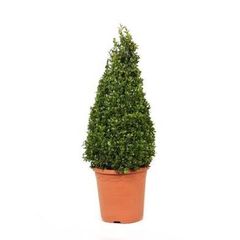 Buxus Pyramid Shape 50cm Tall