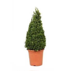 Buxus Pyramid Shape 50cm Tall
