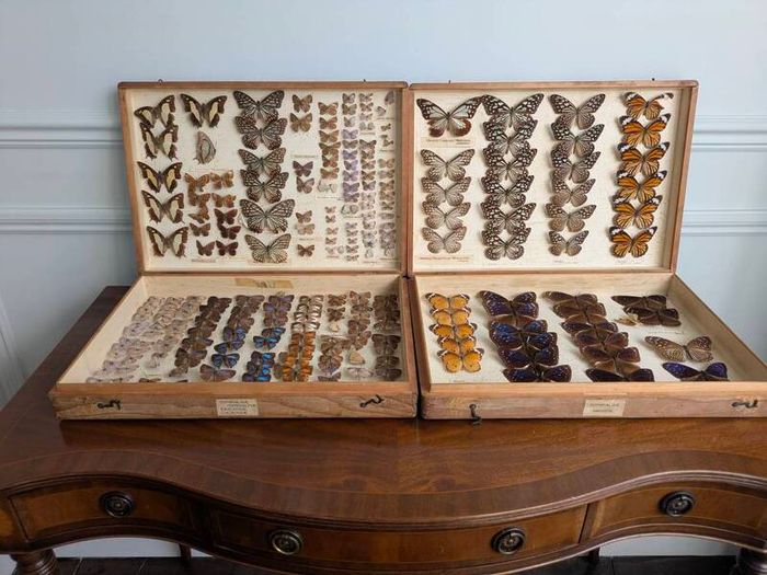 Antique Taxidermy Butterflies