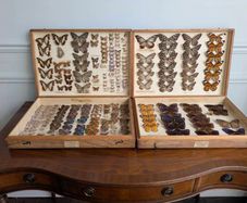 Antique Taxidermy Butterflies